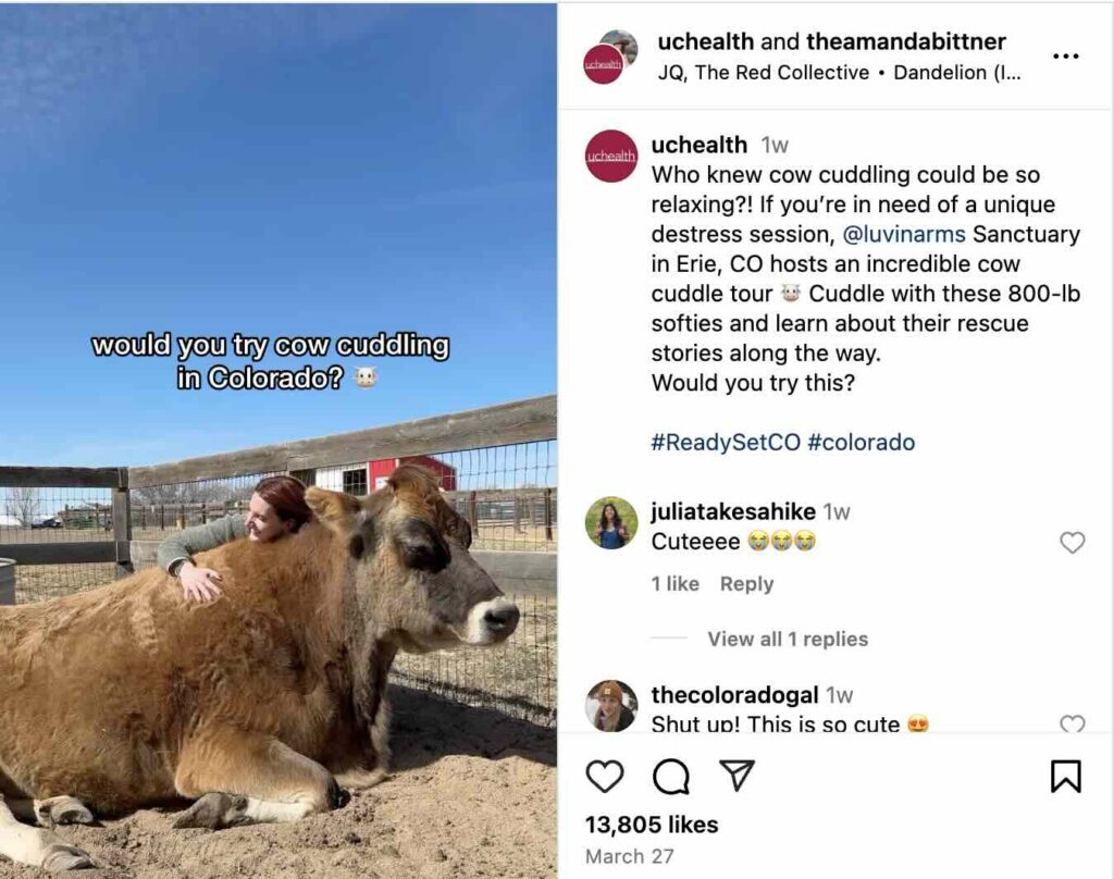 An Instagram post from UCHealth and creator Amanda Bittner about the mental health benefits of cow cuddling